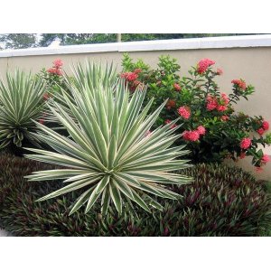 Juka vláknitá (Yucca filamentosa) ´IVORY TOWERS´ - výška 15-30 cm, kont. C1,5L